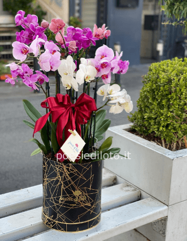 Pianta di phaleonopsis bianca