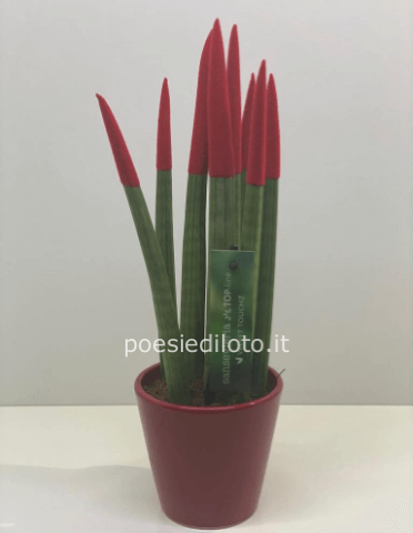 SANSEVERIA COLORATA