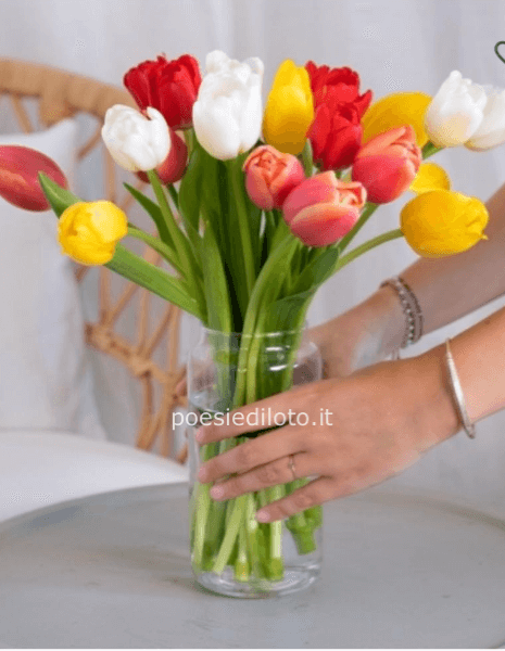 Iris: 20 Tulipani multicolore