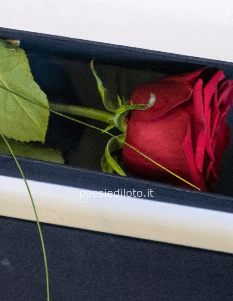 rosa rossa  singola in scatola