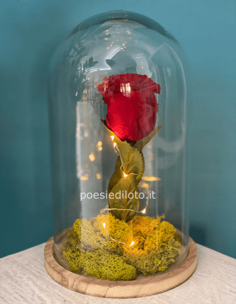 rosa rossa stabilized in campana di vetro