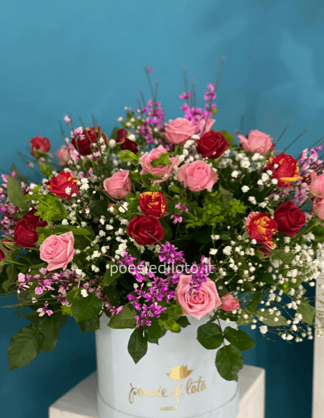 box mega  ginestra colors